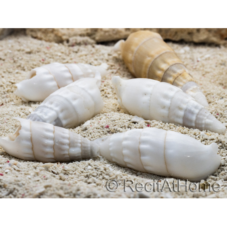 5 Cerithium vergatus shells for hermit crabs