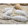 5 Cerithium vergatus Muscheln für Einsiedlerkrebse