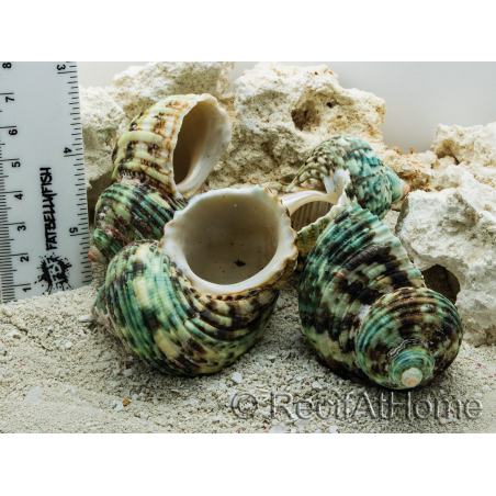 5 Coquilles TURBO XL pour Bernard l'ermite aquarium