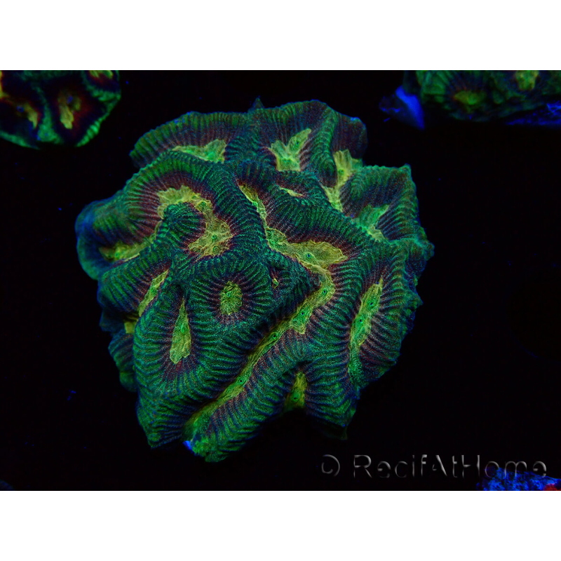 WYSIWYG - RAH Platygyra Medusa 22F2
