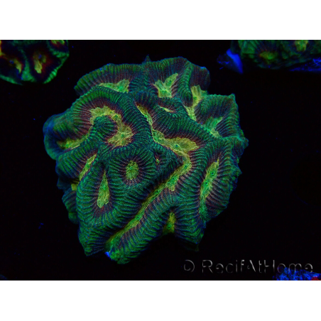 WYSIWYG - RAH Platygyra Medusa 22F2