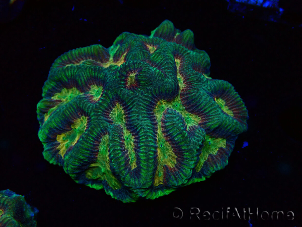 WYSIWYG - RAH Platygyra Medusa 22F4