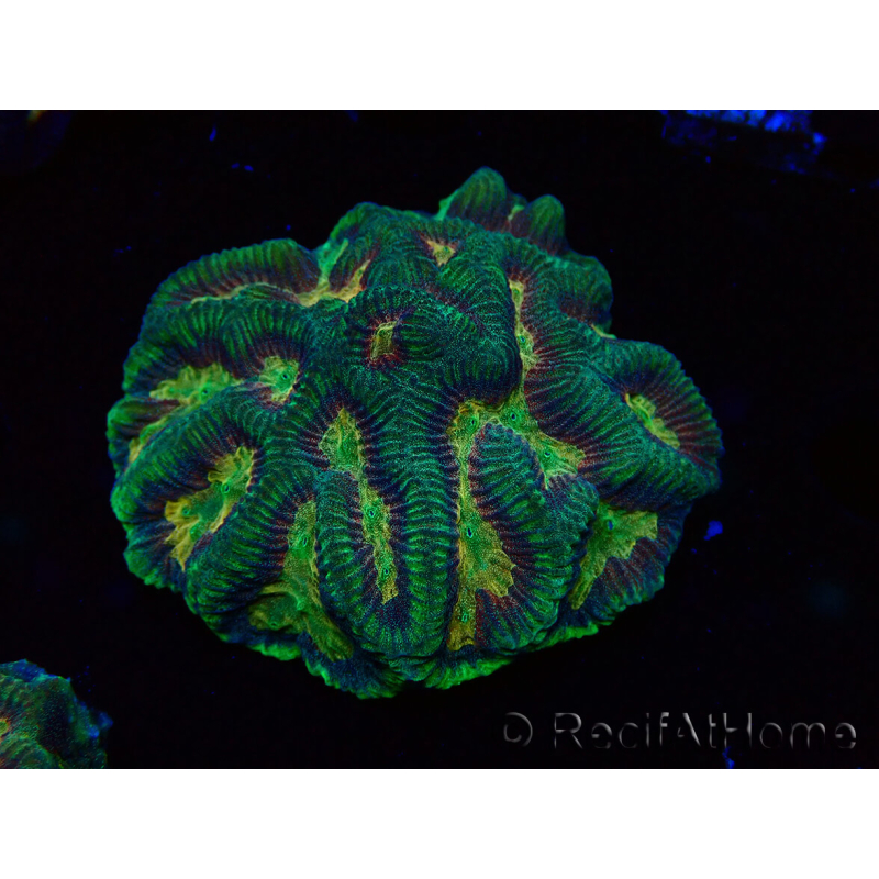 WYSIWYG - RAH Platygyra Medusa 22F4