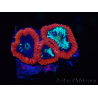 WYSIWYG Favia Montaña de Erebor
