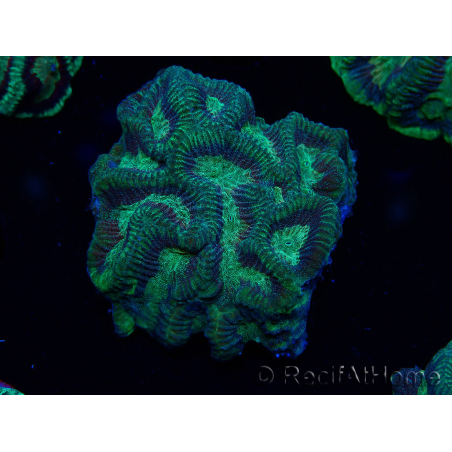 WYSIWYG - RAH Platygyra Medusa 22F1
