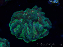 WYSIWYG - RAH Platygyra Medusa 22F4