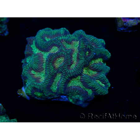 WYSIWYG - RAH Platygyra Medusa 22F5