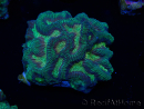 WYSIWYG - RAH Platygyra Medusa 22F5