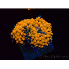 WYSIWYG - Ricordea florida 13D6