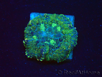 WYSIWYG - Rhodactis 13G4