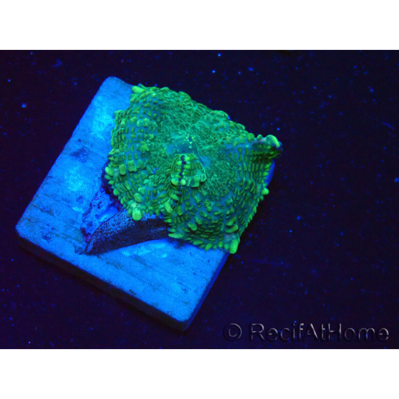 WYSIWYG - Rhodactis 13G5