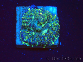 WYSIWYG - Rhodactis 13I5