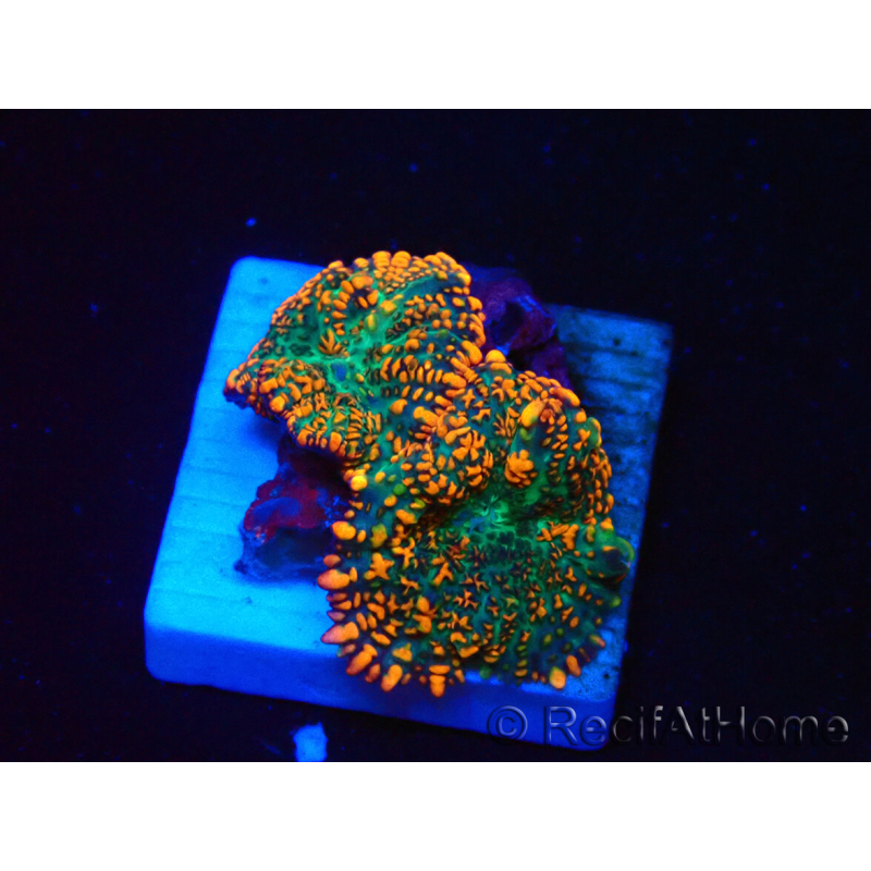 WYSIWYG - Rhodactis 13J1