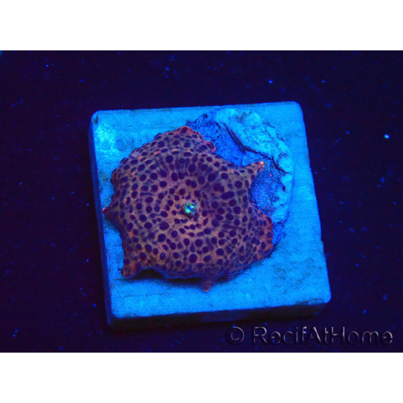 WYSIWYG - Discosoma 13K4