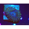 WYSIWYG - Discosoma 13K6