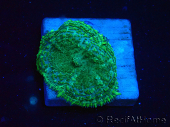 WYSIWYG - Rhodactis 13L2