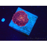 WYSIWYG - Discosoma