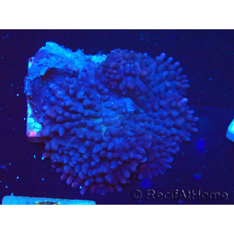 WYSIWYG - Rhodactis indosinensis 13N2