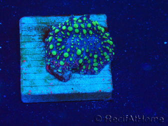 WYSIWYG - Platyzoanthus mussoides