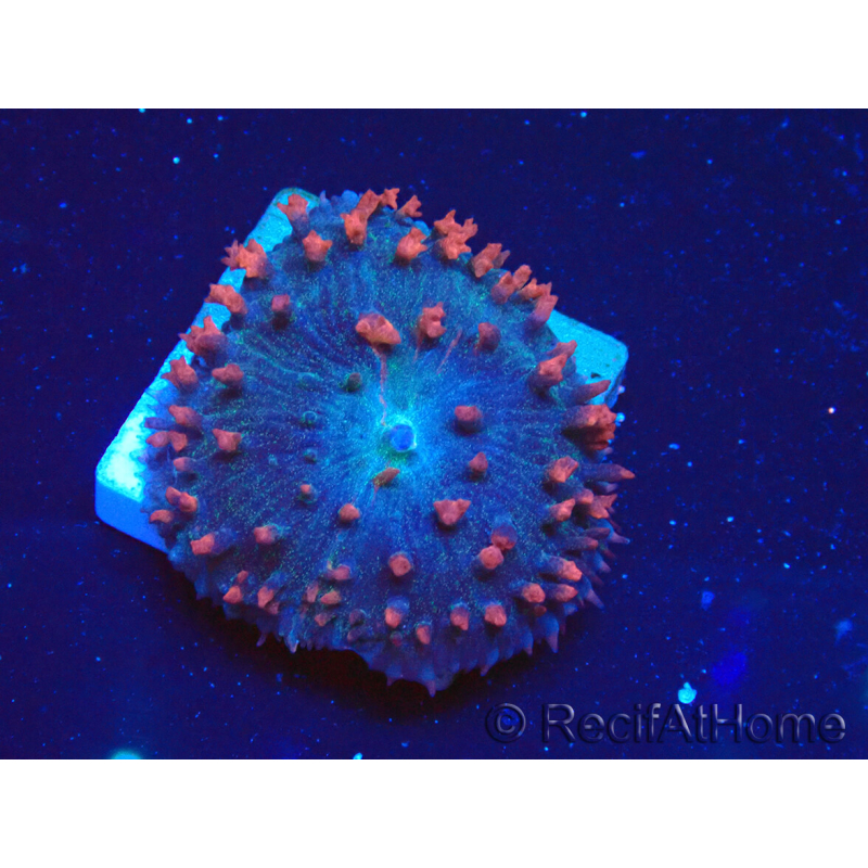 WYSIWYG - Rhodactis osculifera (Saint Thomas Mushroom) 13O2