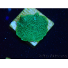 WYSIWYG - Discosoma