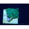 WYSIWYG - Rhodactis 13G5