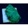 WYSIWYG - Rhodactis 13G6