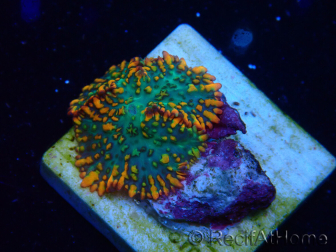 WYSIWYG - Rhodactis 13J4