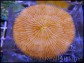 Fungia orange vif