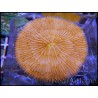 Fungia orange vif