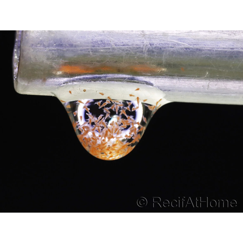 Artemia nauplii Live food 90 ml RAH