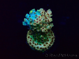 WYSIWYG Acropora 15A3 Mariculture acclimaté led