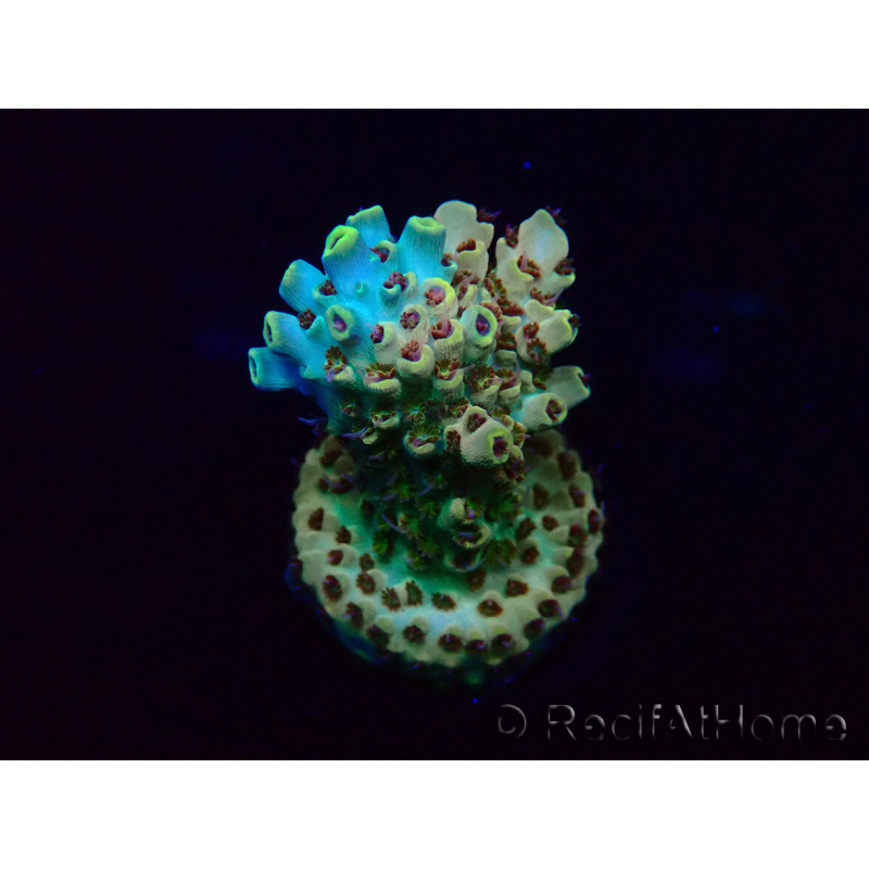 WYSIWYG Acropora Maricultura aclimatada LED