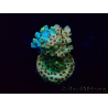 WYSIWYG Acropora Marikultur akklimatisiert LED