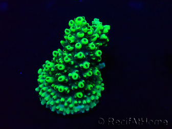 WYSIWYG Acropora Australia aclimatado LED