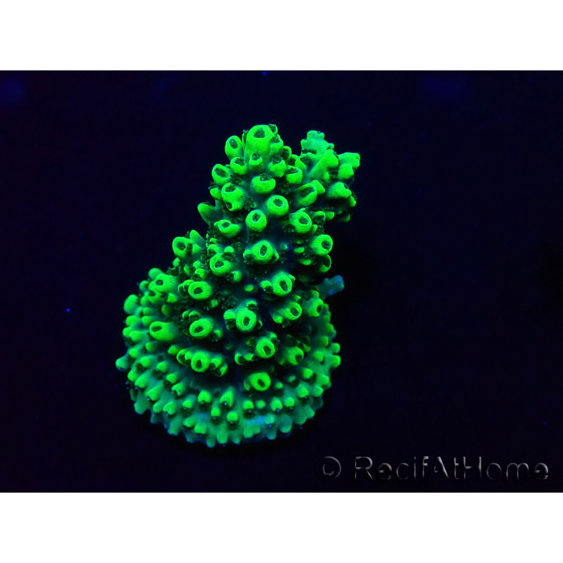 WYSIWYG Acropora Australien akklimatisiert LED