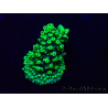 WYSIWYG Acropora Australien akklimatisiert LED