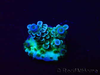 WYSIWYG Acropora Maricoltura acclimatata led