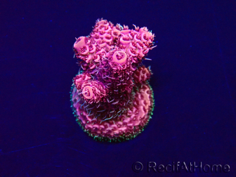 WYSIWYG Acropora Maricultura aclimatada LED