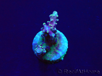 WYSIWYG Acropora Marikultur akklimatisiert LED