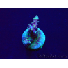 WYSIWYG Acropora Marikultur akklimatisiert LED