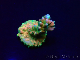 WYSIWYG Acropora Marikultur akklimatisiert LED