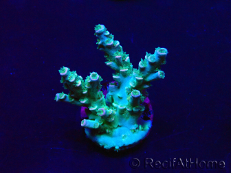 WYSIWYG Acropora tenuis Maricultura aclimatada LED