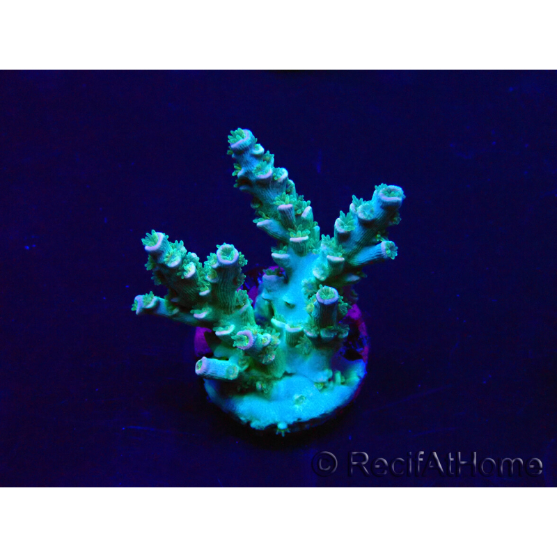 WYSIWYG Acropora tenuis 15B2 Mariculture acclimaté led