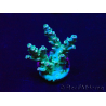 WYSIWYG Acropora tenuis 15B2 Mariculture acclimaté led
