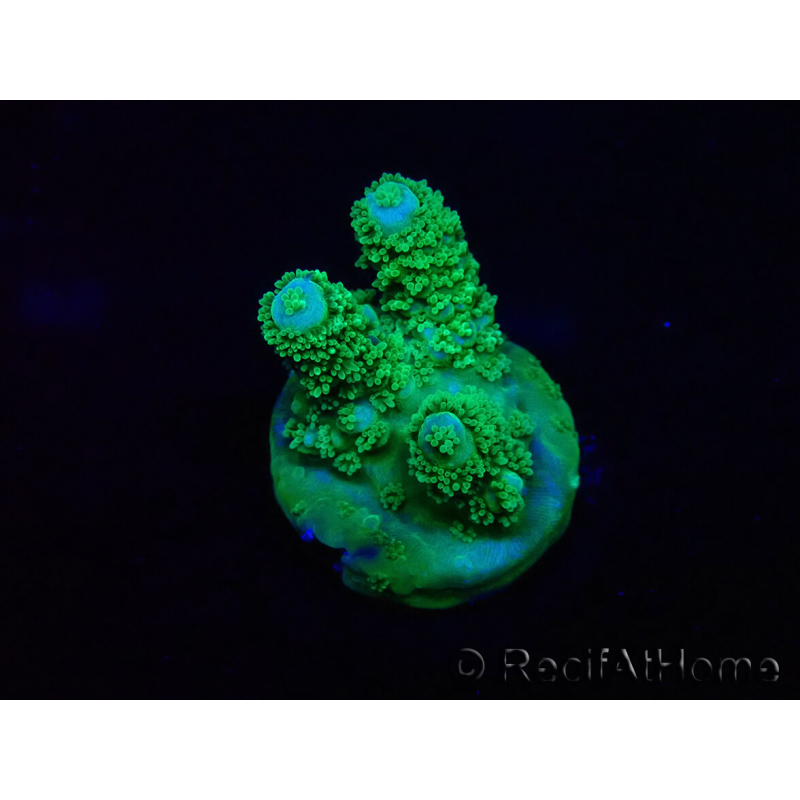 WYSIWYG Acropora 15B7 Mariculture acclimaté led