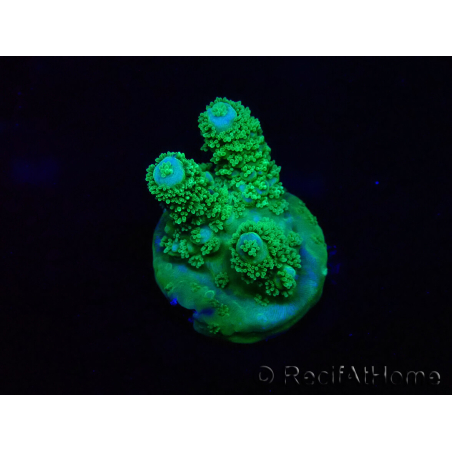WYSIWYG Acropora Maricoltura acclimatata led