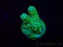 WYSIWYG Acropora Maricoltura acclimatata led