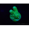 WYSIWYG AcroporaMariculture acclimated LED