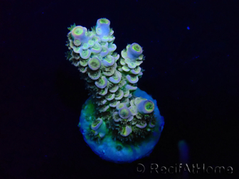 WYSIWYG Acropora Maricultura aclimatada LED